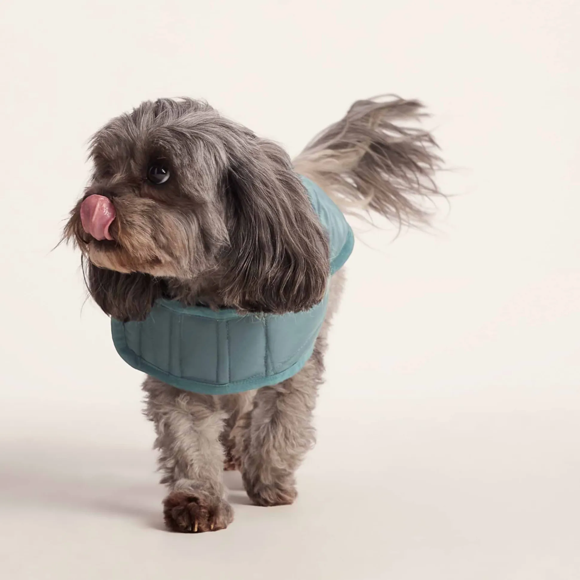 Fido Padded Dog Coat XS - Graphite